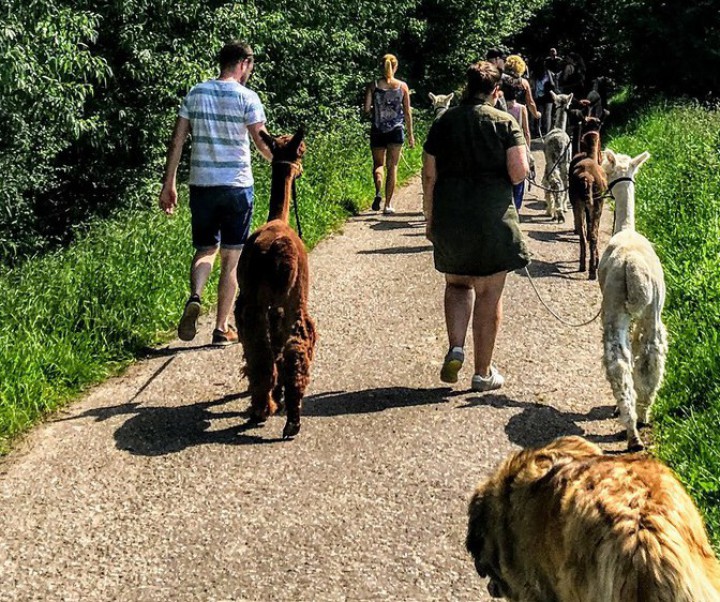 Alpaka Spaziergang